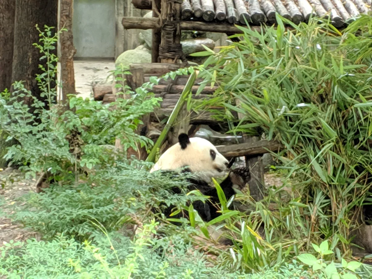 A giant panda sitting among tall green bamboo and shrubs in an enclosure, eating, with a tiled roof behind